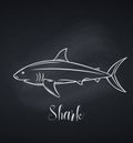 Vector shark chalk icon, blackboard