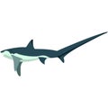 Vector shark with long sharp tail illustration