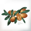 Vector Shea Butter Nuts with Leaves Illustration