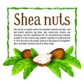 Shea nuts with leaves in vector.