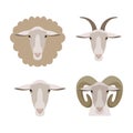 Vector sheep, goat ram lamb head isolated. Flat, cartoon style