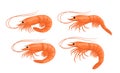 Vector shrimp cartoons collection