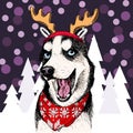 Vector siberian husky dog wearing raindeer anklers tiara and bandana. Isolated on snowy trees and sparklers. Sketched