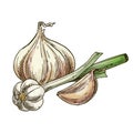 Vector sign of garlic bulb. Vegetable sketch. Royalty Free Stock Photo