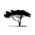 Vector silhouette of acacia tree. African flora Royalty Free Stock Photo