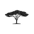 Vector silhouette of acacia tree.African tree isolated silhouette Royalty Free Stock Photo