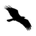 Vector silhouette of the Bird of Prey in flight