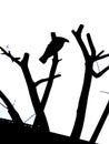 Vector silhouette, birds perching on trees. Royalty Free Stock Photo