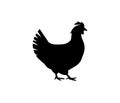 Vector silhouette of chicken, rooster, goose. Isolated on white background. For an icon or logo or packaging design Royalty Free Stock Photo