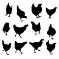 Vector silhouette chicken and roosterset Royalty Free Stock Photo
