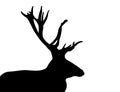 Vector silhouette of a deer with horns isolated on white background