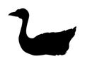 Silhouette of floating goose Royalty Free Stock Photo