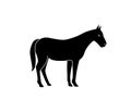 Vector silhouette of a horse. Isolated white background. For coloring, or packaging design, or logo Royalty Free Stock Photo