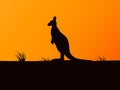 Vector silhouette kangaroo on background sunset