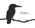 Vector Silhouette of Kingfisher sitting on a dry branch.