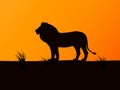 Vector silhouette lion on the background of sunset Royalty Free Stock Photo