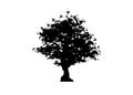 Vector silhouette maple tree icon isolated on white background. Acer Palmatum, Deshojo, Japanese maple plant bonsai tree icon Royalty Free Stock Photo