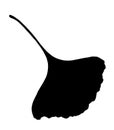 Vector silhouette of a medicinal leaf of the ginkgo biloba tree, hand-drawn silhouette of black color on a white background Royalty Free Stock Photo