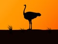 Vector silhouette ostrich on background of sunset Royalty Free Stock Photo