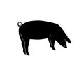 Vector silhouette of pig. Isolated white background. For coloring or packaging design. In linear style Royalty Free Stock Photo