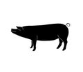 Vector silhouette of pig. Isolated white background. For coloring or packaging design. In linear style Royalty Free Stock Photo