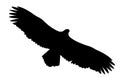 Vector silhouette of the ravenous bird