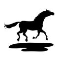 Vector silhouette. Running horse contrast black silhouette Royalty Free Stock Photo