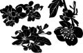 Vector silhouette set of botany. apple tree flowers collection, cherry blossom flowers. tree blossom