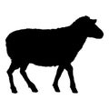 Vector Silhouette Sheep Illustration