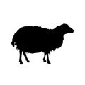 Vector silhouette of a sheep