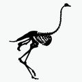 Vector silhouette of the skeleton of an ostrich Royalty Free Stock Photo