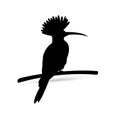 Vector Silhouette standing European Robin Stock Silhouettes Royalty Free Stock Photo