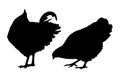 Vector silhouette of standing hen and rooster isolated on white background