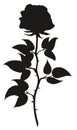 Vector silhouette of a tea rose.