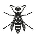 Dark silhouette of wasp. View from above. Vector illustration.
