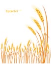 Vector silhouette of wheat. Wheat in the field on a white background Royalty Free Stock Photo