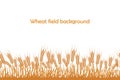 Vector silhouette of wheat. Wheat in the field on a white background Royalty Free Stock Photo