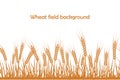 Vector silhouette of wheat. Wheat in the field on a white background Royalty Free Stock Photo