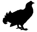 Vector silhouette wood grouse