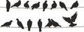 Vector silhouettes of birds. Doves on wires. Royalty Free Stock Photo