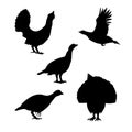 Vector silhouettes of a capercaillie