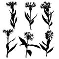 Vector silhouettes of drawing cornflowers Royalty Free Stock Photo