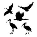 Vector silhouettes of a ibis