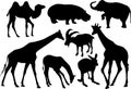 Vector silhouettes of mammals Royalty Free Stock Photo