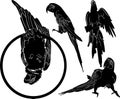 Vector silhouettes of parrots birds collection