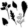 Vector silhouettes of potherb