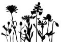 Vector silhouettes of wild flowers