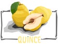 Vector simple illustration of fruit quinces.