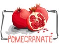 Vector simple illustration of pomegranates garnet.