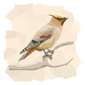 Vector simple illustration of waxwing bird.